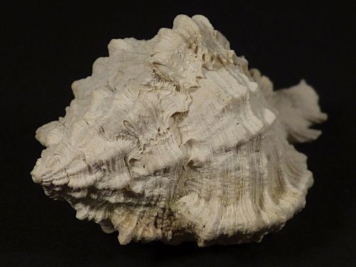 Phyllonotus pomum Pliozn US 4,9cm *unique*