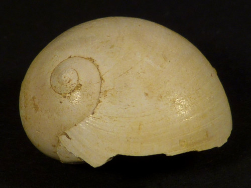 Neverita olla Miozn FR 2,0cm *Unikat*