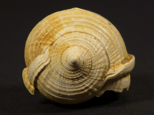 Semicassis grateloupi Miozn FR 3,0cm *Unikat*