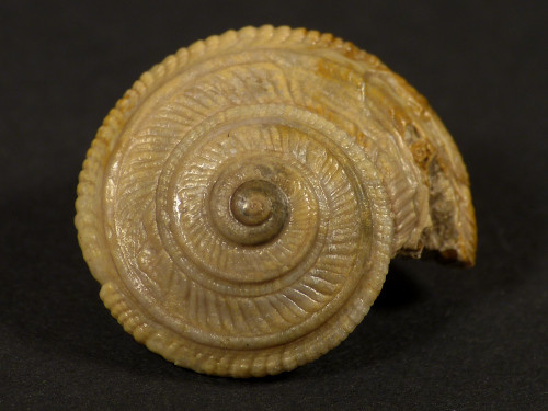 Obornella plicopunctata Jura FR 2,0cm *Unikat*