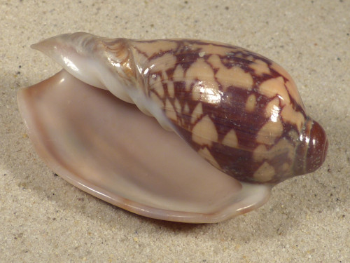 Cymbiola nobilis TH 7,2cm *Unikat*
