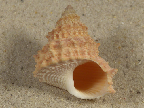 Tectarius pagodus PH 3,2cm *unique*
