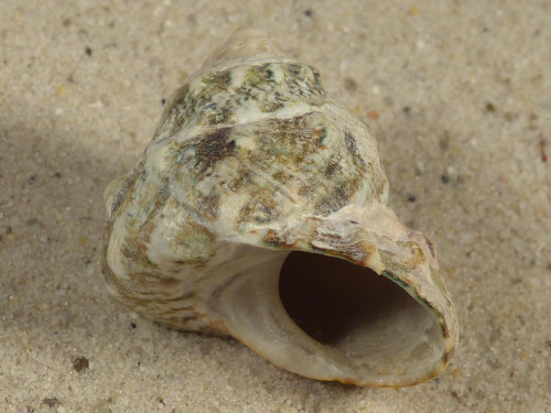 Lithopoma tuber VE 3,2cm *Unikat*