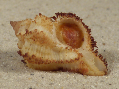 Hexaplex stainforthi m/O AU 2,9cm *Unikat*