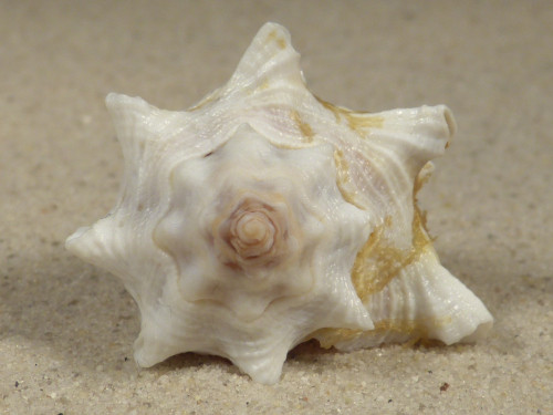 Vasum rhinoceros TZ 4,8cm *Unikat*