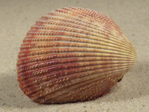 Dallocardia muricata BR 4,8cm *unique*