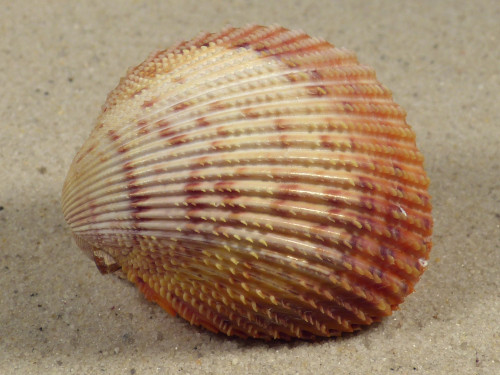 Dallocardia muricata BR 4,7cm *unique*