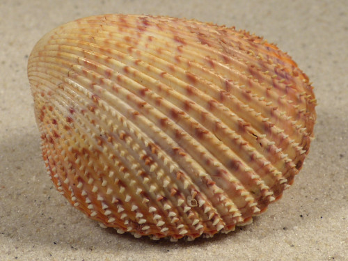 Dallocardia muricata BR 6,3cm *unique*