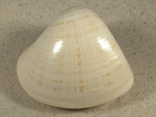 Tivela zonaria BR 7,4cm *unique*