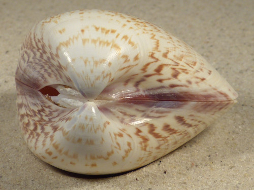 Tivela zonaria BR 6,5cm *Unikat*