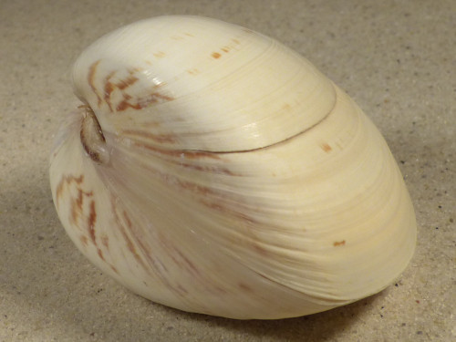 Tivela zonaria BR 7,9cm *unique*