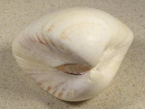 Tivela zonaria BR 7,4cm *Unikat*