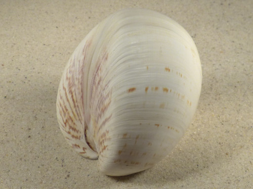 Tivela zonaria BR 9,2cm *Unikat*