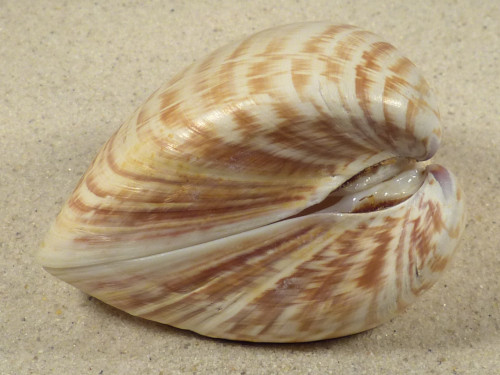 Tivela zonaria BR 8,2cm *unique*