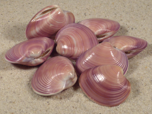 Eucallista purpurata BR 2,5+cm