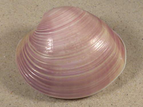 Eucallista purpurata BR 7,9cm *Unikat*