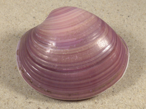 Eucallista purpurata BR 7,0cm *unique*