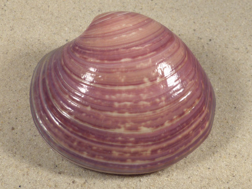 Eucallista purpurata BR 7,8cm *Unikat*