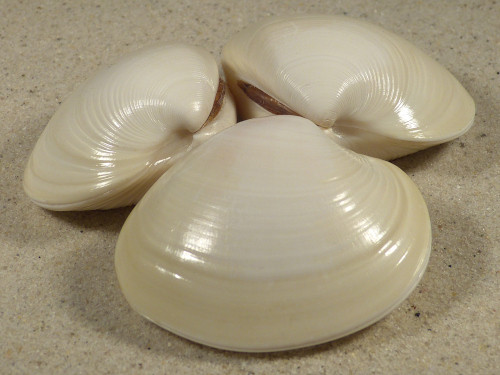 Eucallista purpurata *Albino* BR 5+cm