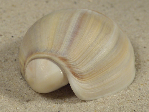 Olivancillaria auricularia BR 5,2cm *Unikat*