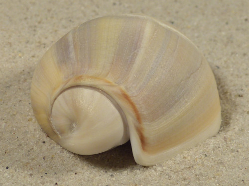 Olivancillaria auricularia BR 5,8cm *Unikat*