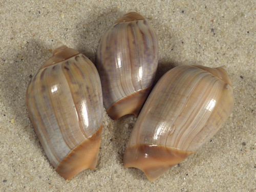 Olivancillaria urceus BR 2,5+cm