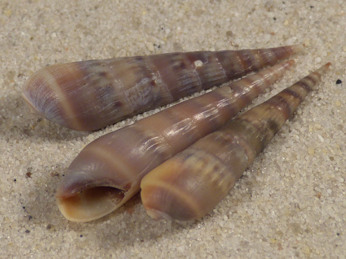 Hastula cinerea BR 2,8+cm