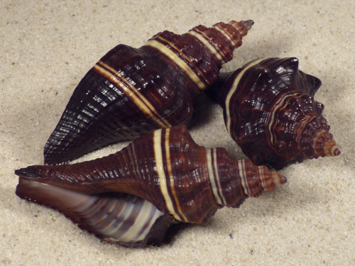 Pugilina tupiniquim BR 5+cm
