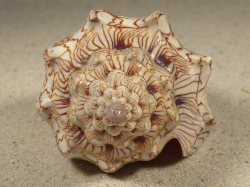 Voluta ebraea BR 10,5cm *Unikat*