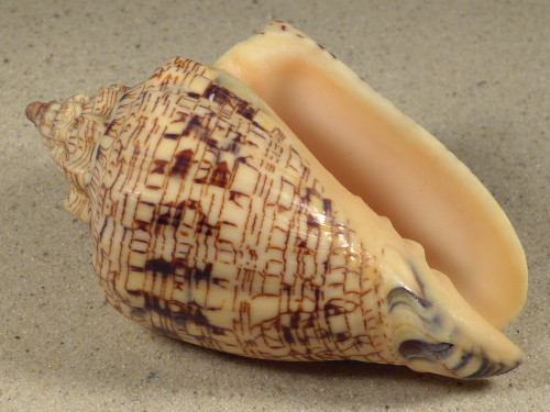 Voluta ebraea BR 10,2cm *Unikat*