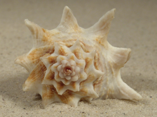 Vasum cassiforme BR 5,7cm *Unikat*
