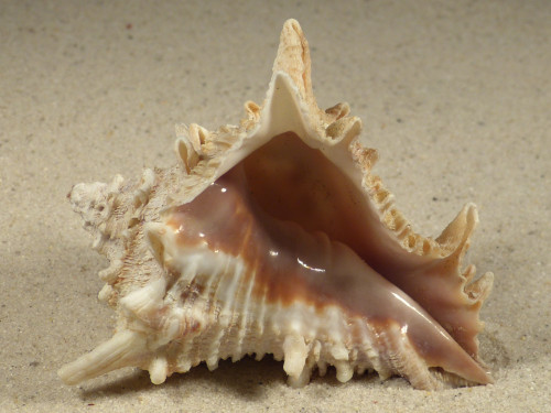 Vasum cassiforme BR 7,8cm *unique*