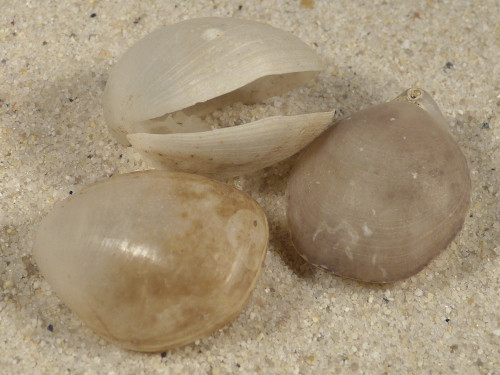 Gryphus vitreus GR 2,7+cm