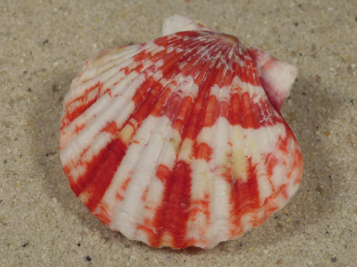 Annachlamys reevei JP 4,1cm *unique*