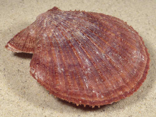 Chlamys farreri JP 8,2cm *unique*