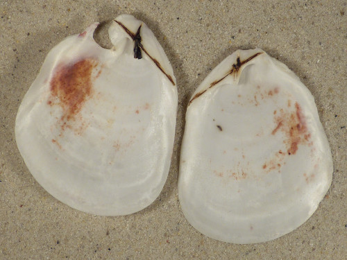 Pedum spondyloideum PH 7cm *unique*