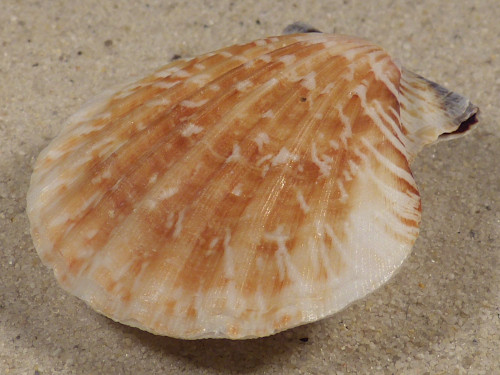 Bractechlamys vexillum PH 5,1cm *unique*