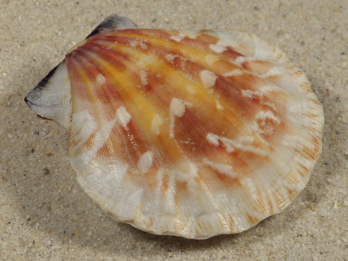 Bractechlamys vexillum PH 4,7cm *unique*