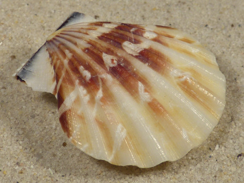 Bractechlamys vexillum PH 4,4cm *unique*