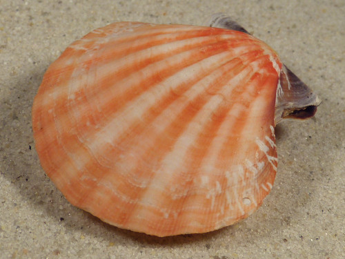 Bractechlamys vexillum PH 5,0cm *unique*