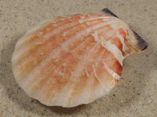Bractechlamys vexillum PH 5,6cm *unique*