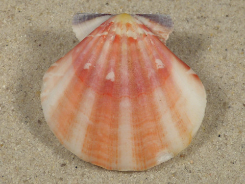 Bractechlamys vexillum PH 4,5cm *unique*