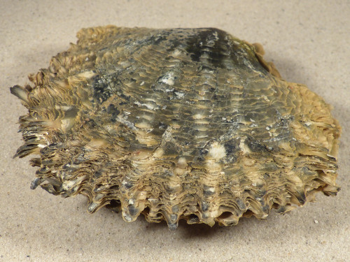 Pinctada margaritifera PH 13cm *Unikat*