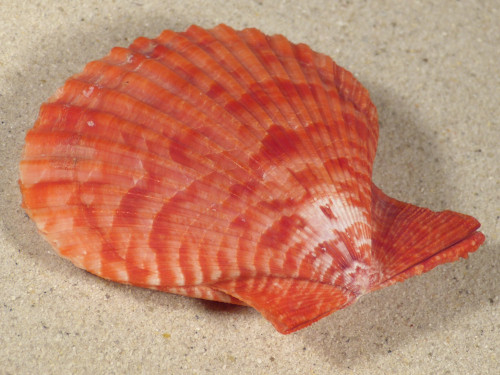 Mimachlamys sanguinea PH 7,4cm *Unikat*