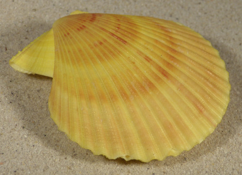 Mimachlamys sanguinea PH 7,6cm *unique*