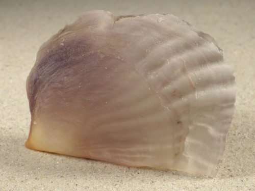 Streptopinna saccata PH 8,6cm *unique*