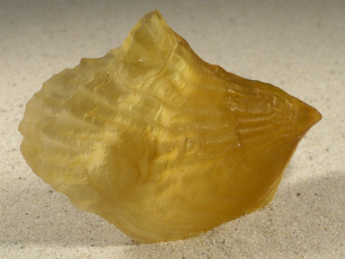 Streptopinna saccata PH 8,7cm *unique*