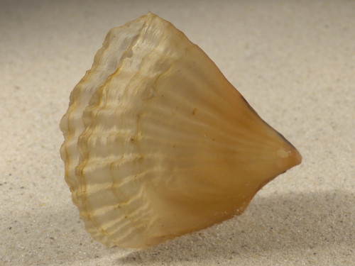 Streptopinna saccata PH 8,0cm *unique*