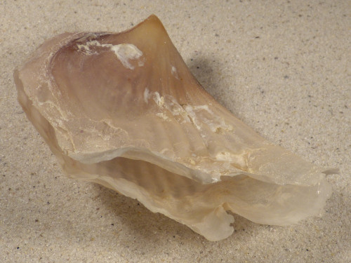 Streptopinna saccata PH 9,0cm *unique*
