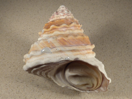 Megastraea turbanica m/O MX 11,4cm *Unikat*